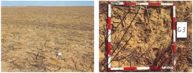 Photograph of lupin stubble with enough cover to minimise wind erosion if not cultivated