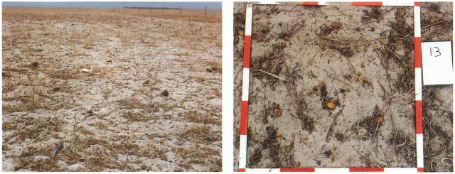 Photograph of cereal stubble with inadequate cover to minimise wind erosion