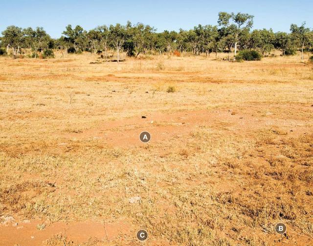 Photograph of arid short grass pasture in poor condition in the Kimberley