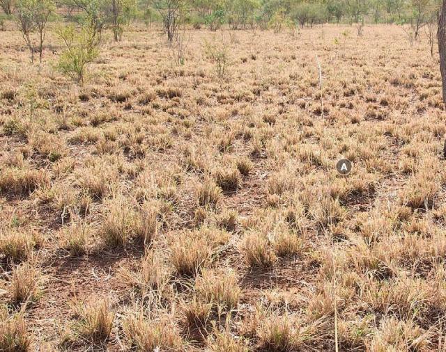 Photograph of buffel grass pasture in good condition