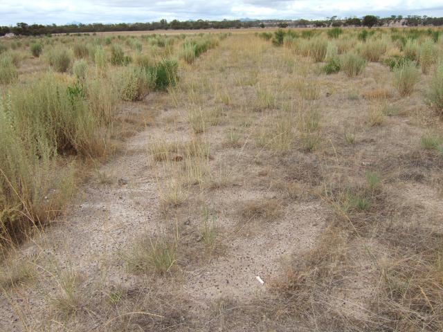Alley system of saltbush planting with 10m alleys between sets of 4 rows of saltbush.