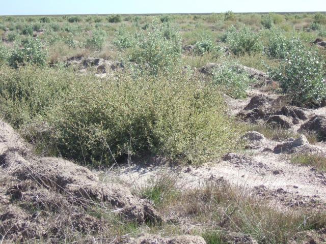 Block planting of saltbush at Ongerup of Oldman and River saltbush at 1600 plants per ha
