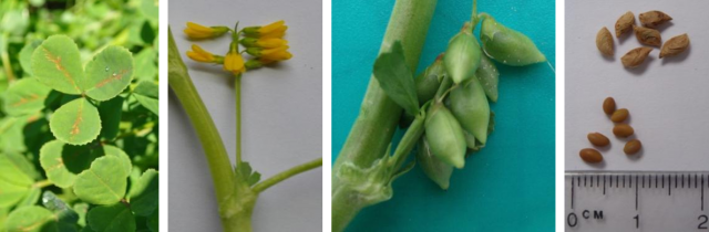 four photos 1. leaf, showing typical early season red-orange flecking; 2. flowers; 3. developing pods; and 4 mature pods and seed