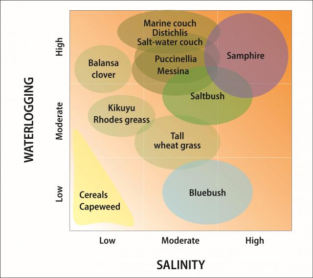 Relative rankings of different saltland pasture species in the salinity-waterlogging matrix