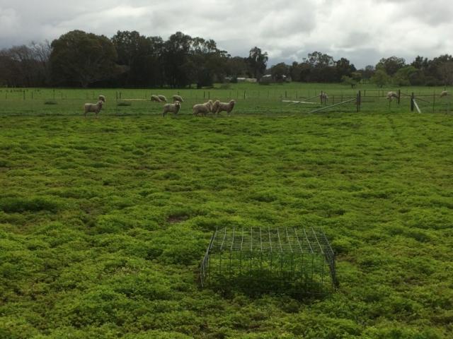 sheep grazing in pasture paddock
