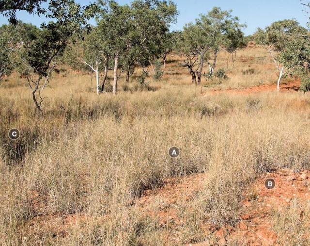 Photograph of white grass/bundle­-bundle pasture in fair condition in the Kimberley