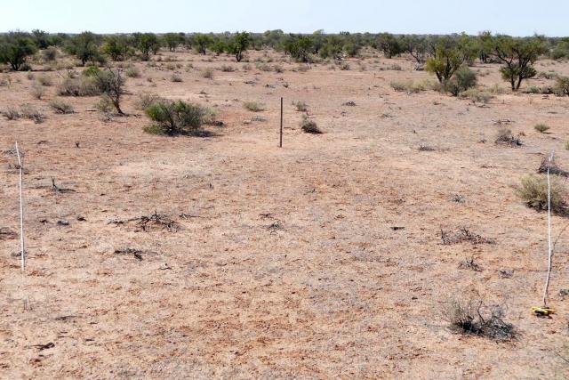 Photograph of a silver saltbush community in poor condition