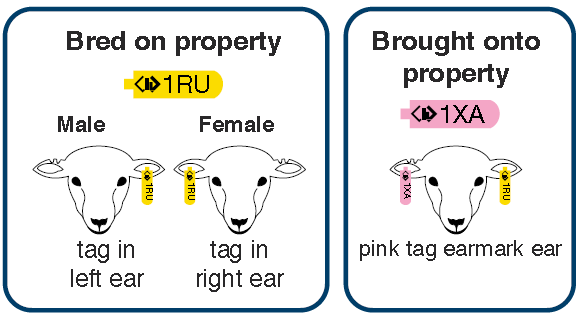 All sheep brought onto property must have a pink tag in the earmark ear.  Sheep bred on property the males have year of birth tag in left ear and the females have year of birth tag in right ear