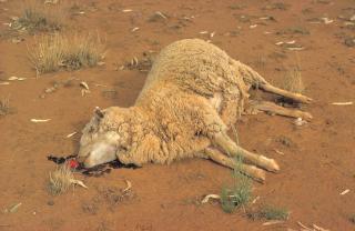Ewe killed by wild dogs on the ground with blood near head.