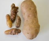 Potato tubers affected with PSTVd are smaller and deformed compared to healthy potatoes