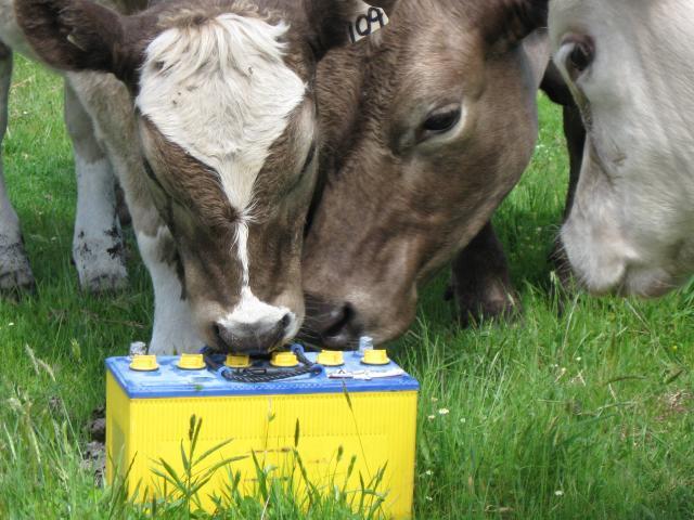 Cattle investigating lead battery