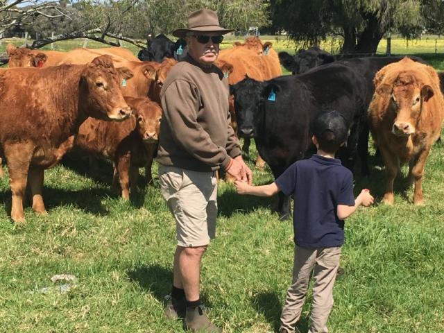 Kevin Nettleton with Limousin cattle.