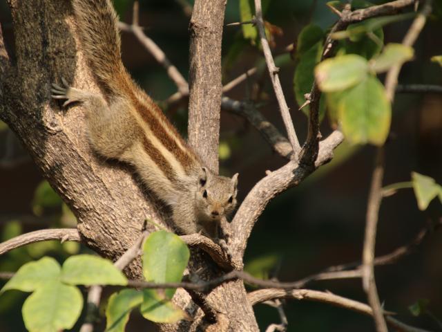 Northern palm squirrel in tree
