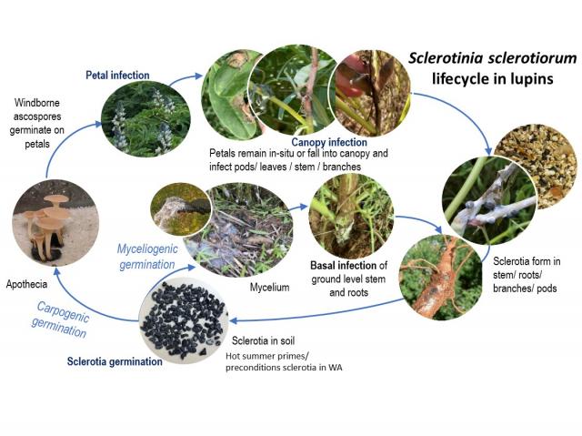 Lifecycle diagram showing how sclerotinia infection occurs in lupin