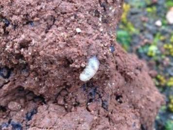 weevil larvae protruding from a truffle