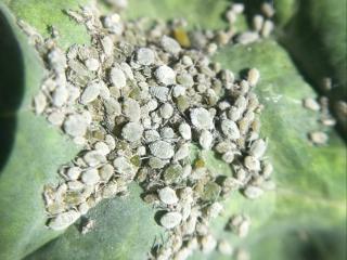 Cabbage and turnip aphids on a volunteer canola leaf.