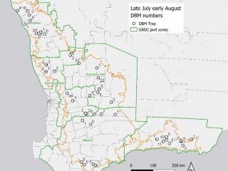 A map displaying diamondback moth numbers captured in pheromone traps for a one-month period, from mid-July to mid-August 2023, at the DPIRD canola focus crop sites