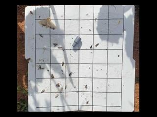 Diamondback moths captured on Delta trap sticky paper with pheromone lure in canola focus crop at Mukinbudin.
