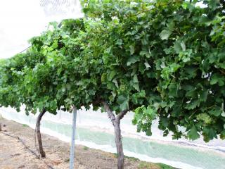 Evaluation of alternative variety wine grapes at Manjimup, WA.
