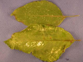 Top leaf shows mottling from European red mite feeding and lower leaf has yellow blotches caused by infection with a mild strain of virus in apple leaves