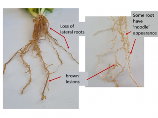 Cereal roots displaying nematode P.quasitereoides feeding