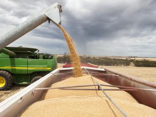 Freshly harvested wheat being augered into a truck trailer.