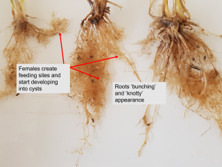 Cereal roots infested with cereal cyst nematodes have a knotted or bunched appearance.