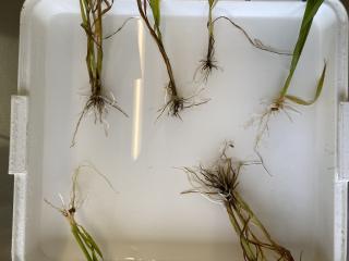 Wheat plant roots from Lake Grace affected by take-all and rhizoctonia.