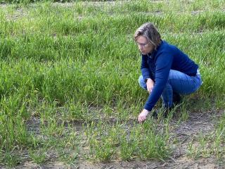 DPIRD senior nematologist Sarah Collins inspecting a Yerecoin cereal crop infested with Cereal cyst nematodes (Heterodera. avenae)