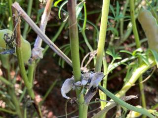 Sclerotinia infection on narrow leaf lupin showing dying branches and infected pods that wont fill