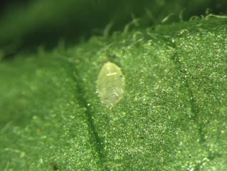 Whitefly nymphs settle and feed on the underside of leaves