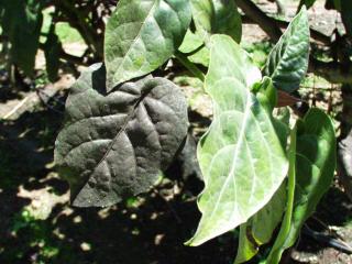 Sooty mould is a fungus that develops on honeydew excretions on leaves from feeding by nymphs and adults of whiteflies