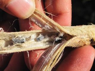 In some cases sclerotia can be found inside lupin stems or branches infected with sclerotinia