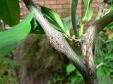 Citrus gall wasp emergence holes.