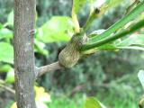 enlarged galls in stems indicate citrus gall wasp infestation