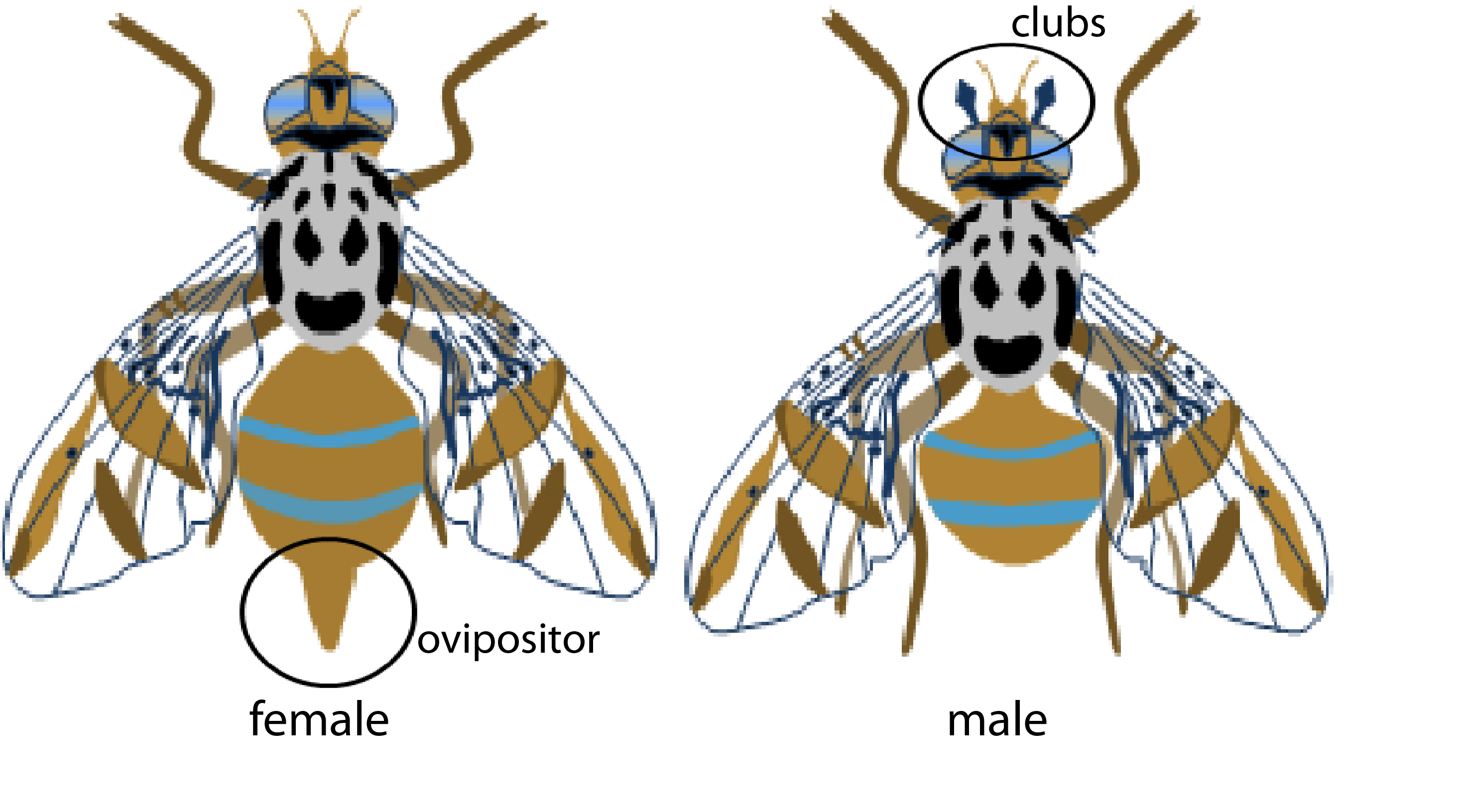 male and female medfly