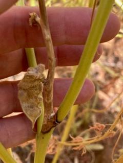Sclerotinia stem and pod infection on lupin observed late in the growing season is harder to distinguish but appears as brown or bleached areas contrasting with healthy green stems