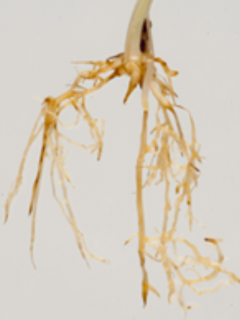 Wheat plant roots affected by rhizoctonia.