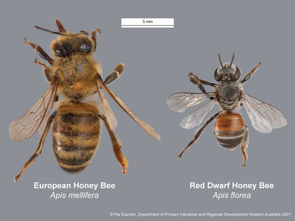Red dwarf honey bee  Agriculture and Food
