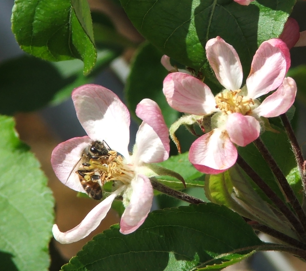 Recommendations for successful apple pollination ...