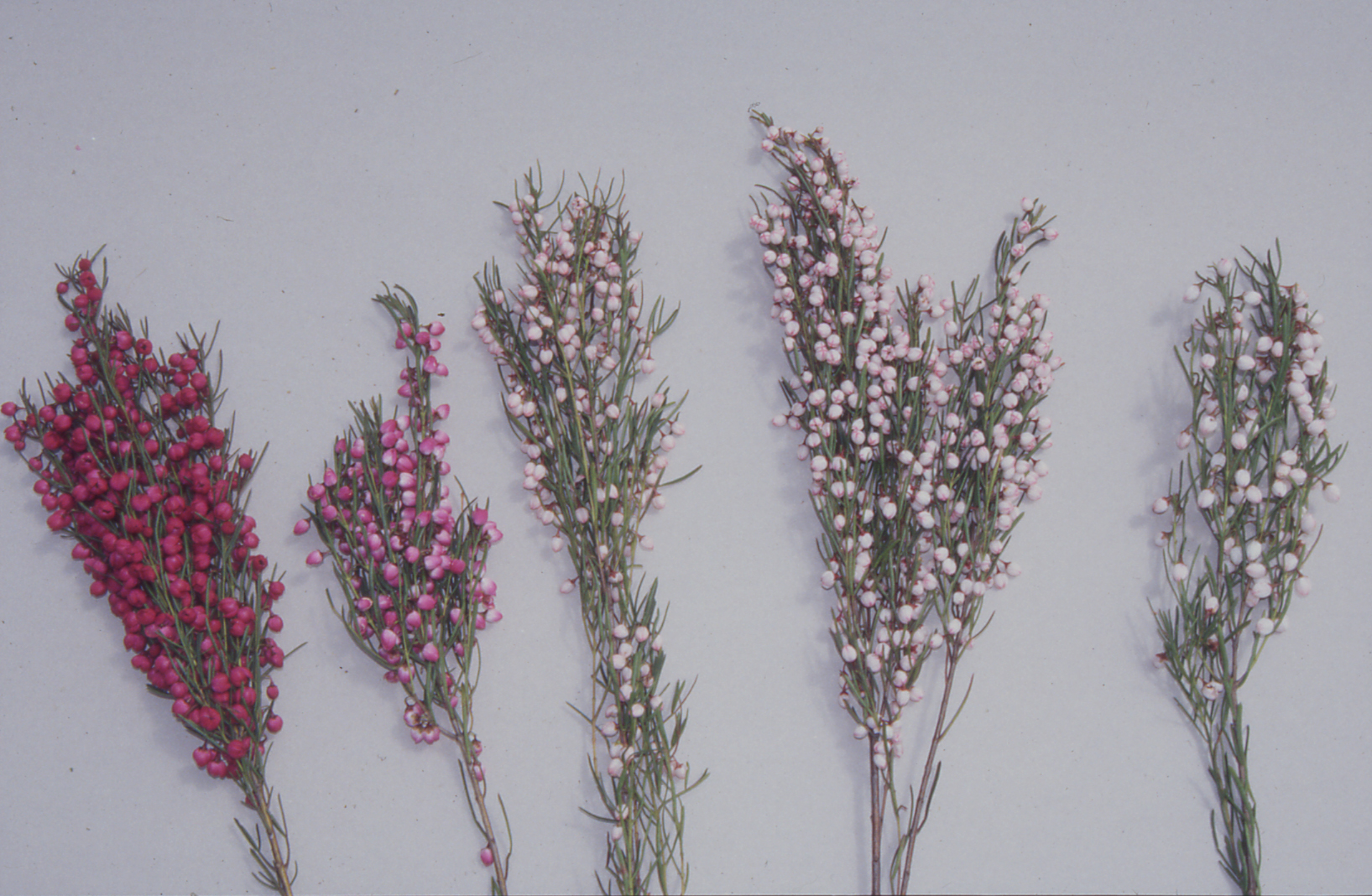 Growing boronia in Western Australia | Agriculture Food