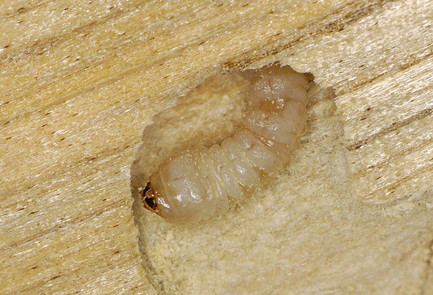 European house borer images | Agriculture and Food