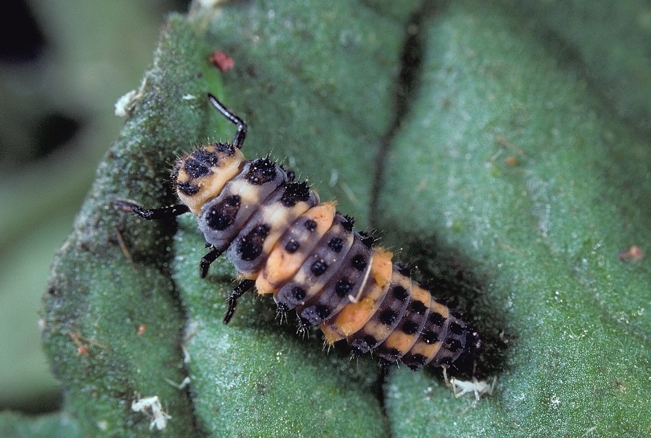 Ladybug & Lacewing Food (Wheast)
