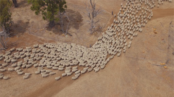 A aerial view of sheep in a paddock