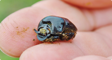Picture of a dung beetle