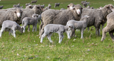 Merino ewes and lambs in the paddock.