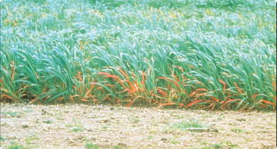 Barley yellow dwarf virus infection of oats