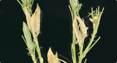 A stem of a lupin plant against a black brackground. Some of the pods have a shrivelled brown appearance symptomatic of frost damage.