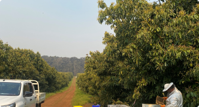 In WA, beekeepers often provide pollination services to avocado orchards.