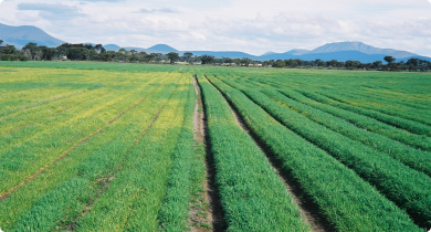 Crop yellowing and raised beds at North Stirling